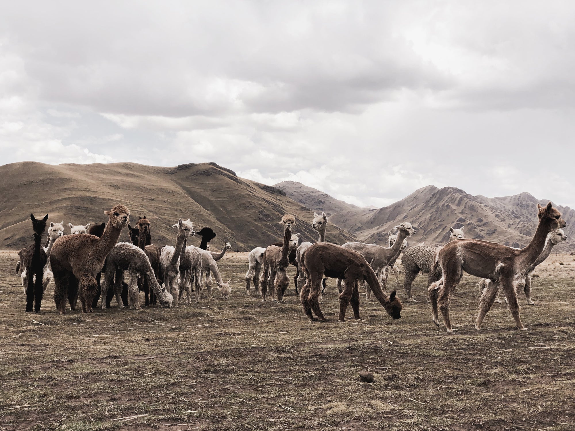 Group of alpacas grazing on open field with Andean mountains in the background