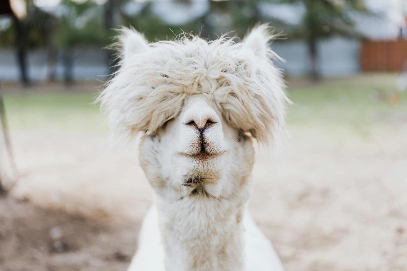 Is Alpaca Fibre Hypoallergenic?