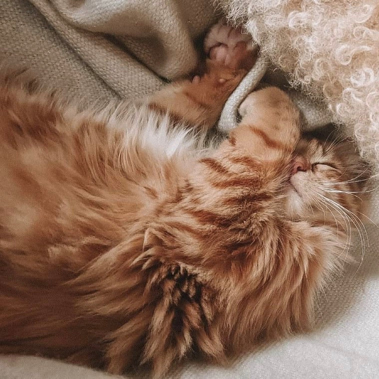 Fluffy orange tabby cat sleeping on a soft beige blanket, cozy and relaxed.