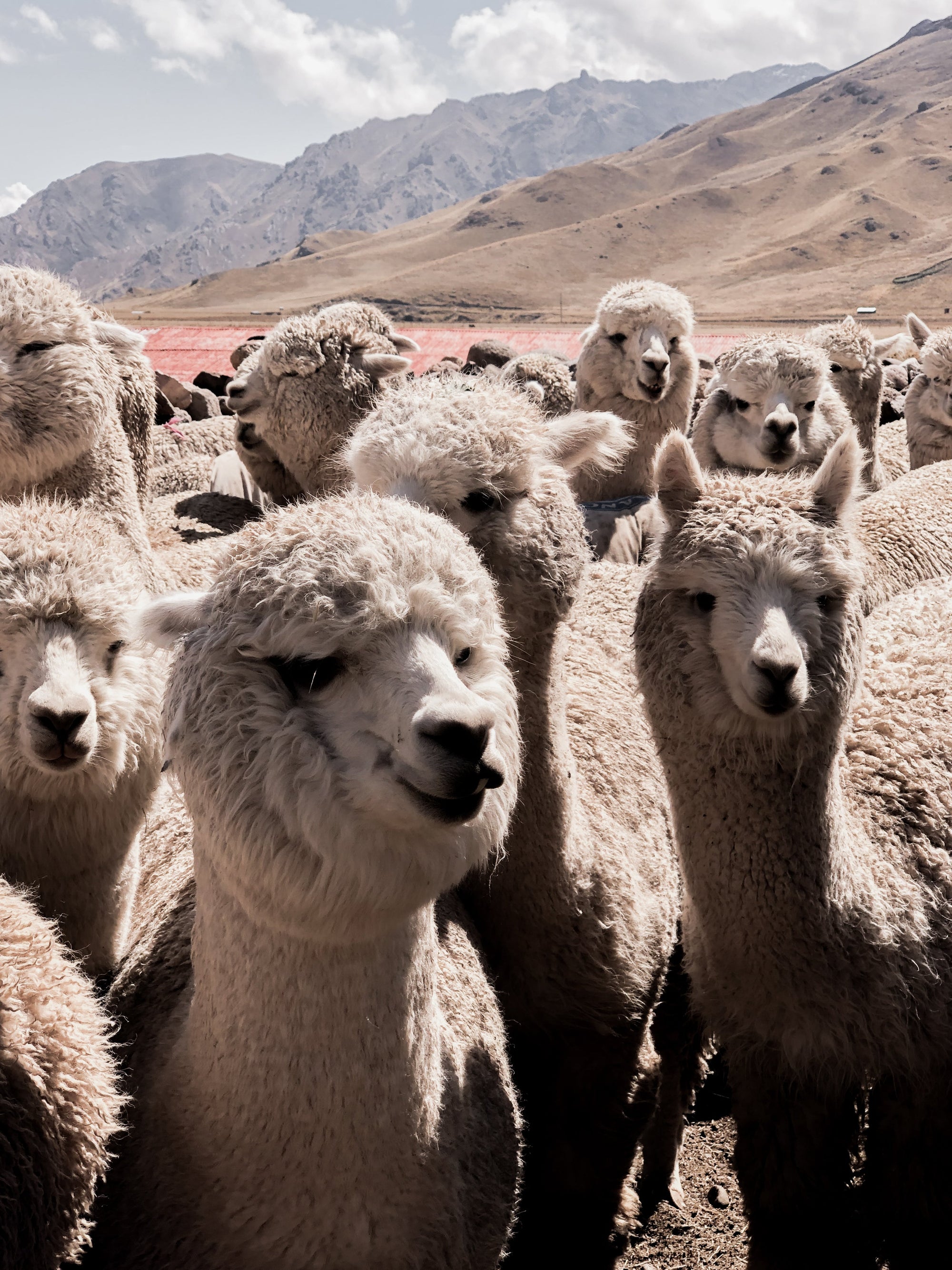 Group of alpacas with thick wool coats in a mountain pasture under cloudy sky