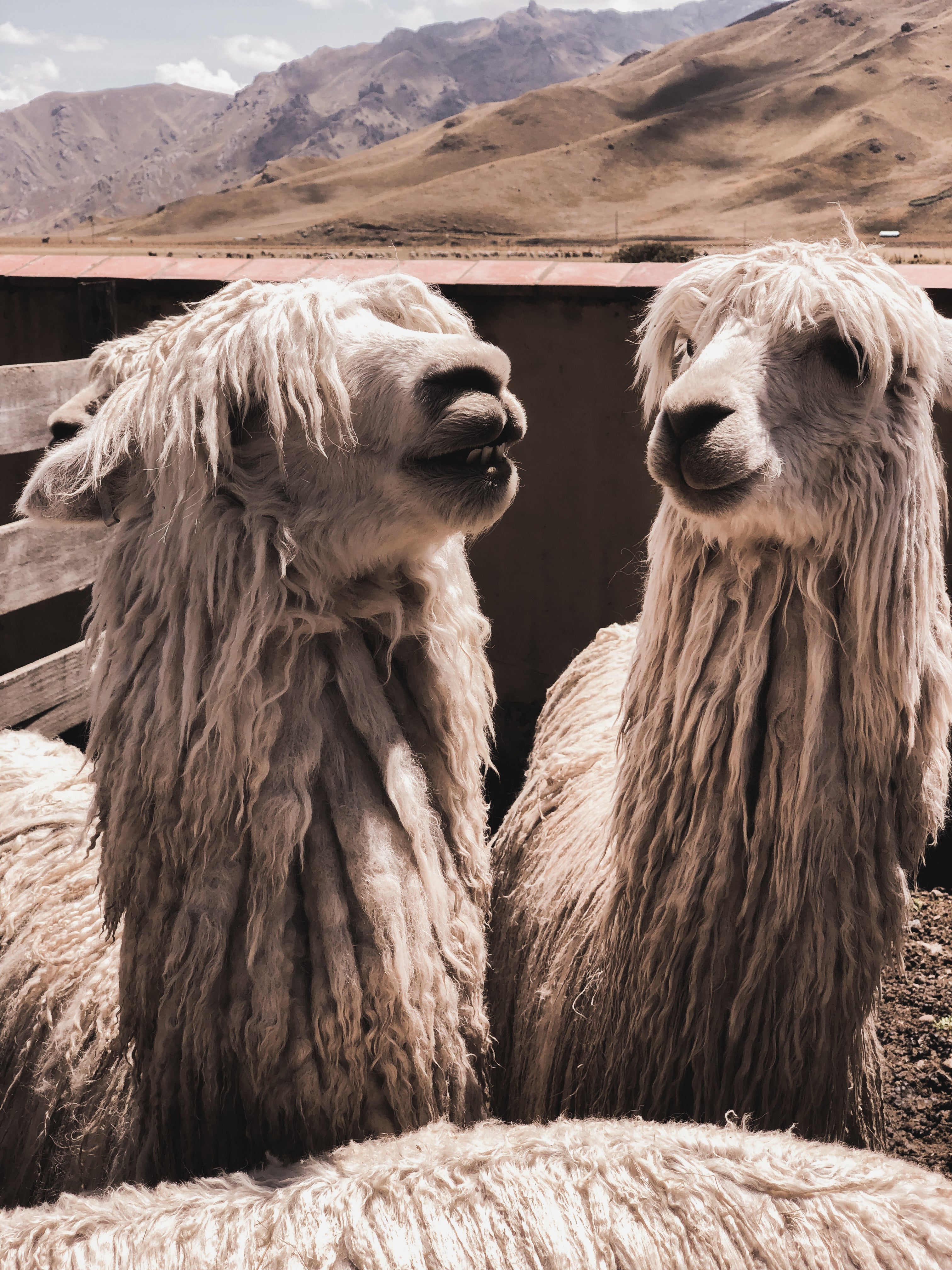 Is Our Alpaca Wool Ethical?